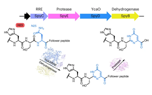 自然發(fā)生的DNA-蛋白質(zhì)融合分子 自然發(fā)生的DNA-蛋白質(zhì)融合分子