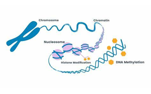 PNAS:細(xì)胞在重編程過程中難以完全改變身份的原因 PNAS:細(xì)胞在重編程過程中難以完全改變身份的原因
