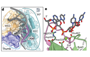 真核CRISPR-Cas同源物Fanzor2的結構顯示了基因編輯的前景 真核CRISPR-Cas同源物Fanzor2的結構顯示了基因編輯的前景