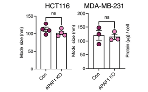 Nature Cancer：腫瘤細胞分泌的EV-DNA作為一種“危險”信號，促進抗轉(zhuǎn)移性免疫反應