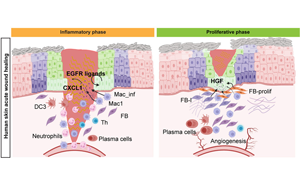 《Cell Stem Cell》單細(xì)胞解析傷口愈合的分子動(dòng)力學(xué) 《Cell Stem Cell》單細(xì)胞解析傷口愈合的分子動(dòng)力學(xué)