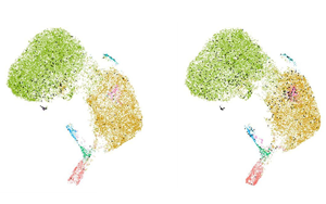 科學家發現了一種新的癌癥免疫治療靶點:功能失調的B細胞 科學家發現了一種新的癌癥免疫治療靶點:功能失調的B細胞