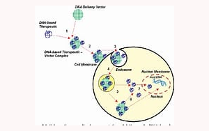 PNAS:細胞間mRNA轉移改變人類多能干細胞狀態 PNAS:細胞間mRNA轉移改變人類多能干細胞狀態