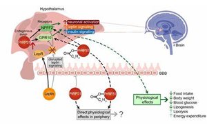 《Nature》斯坦福大學發現天然減肥分子,抑制食欲有望替代“Ozempic”且無副作用 《Nature》斯坦福大學發現天然減肥分子,抑制食欲有望替代“Ozempic”且無副作用