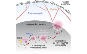 Molecular Cell:DNA修復系統中的“隱藏玩家”——Nup98 Molecular Cell:DNA修復系統中的“隱藏玩家”——Nup98