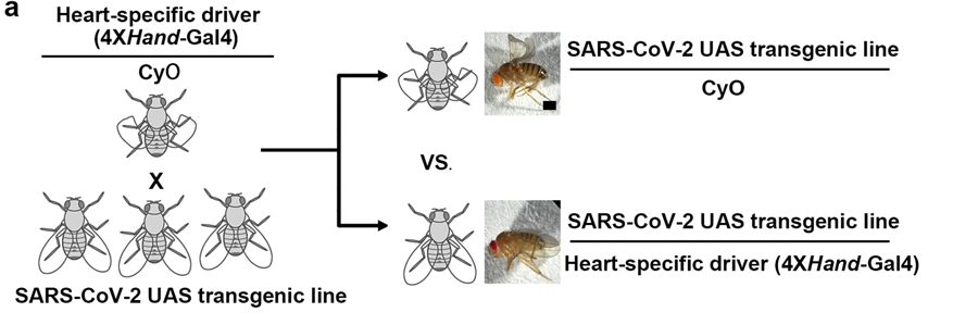 遺傳篩選示意圖，通過心臟病理學識別特定的SARS-CoV-2基因