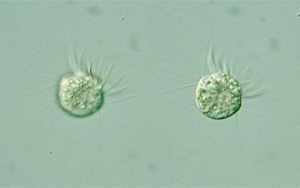 《PNAS》首次發(fā)現(xiàn),一種專吃病毒為生的微生物 《PNAS》首次發(fā)現(xiàn),一種專吃病毒為生的微生物