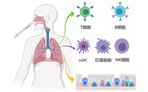 nature 子刊 | 鼻噴疫苗可顯著增強黏膜免疫,構建新冠防護第一線 nature 子刊 | 鼻噴疫苗可顯著增強黏膜免疫,構建新冠防護第一線