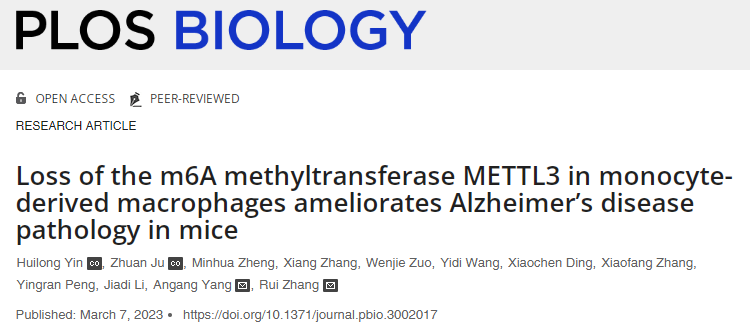 研究表明減少關(guān)鍵信使RNA的甲基化可以促進(jìn)巨噬細(xì)胞向大腦的遷移 研究表明減少關(guān)鍵信使RNA的甲基化可以促進(jìn)巨噬細(xì)胞向大腦的遷移