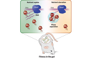Science:促進人體腸道有益細菌的存活 Science:促進人體腸道有益細菌的存活