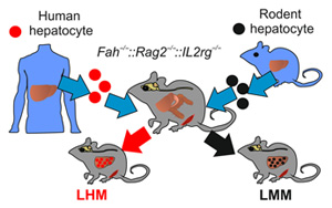 Science Advances:肝細胞影響生物鐘的又一證據 Science Advances:肝細胞影響生物鐘的又一證據