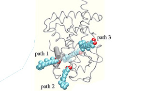 《Immunity》控制T細胞活性 《Immunity》控制T細胞活性