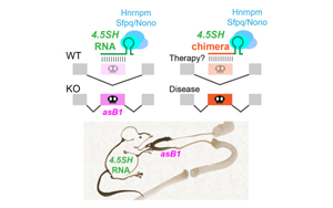 神秘的小RNA分子:第一個自然產生的,能調節選擇性剪接的RNA 神秘的小RNA分子:第一個自然產生的,能調節選擇性剪接的RNA