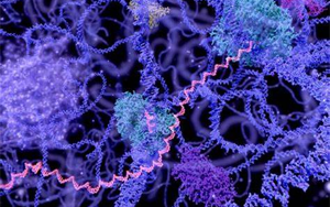 長壽RNA？Science首次發現了長壽RNA在細胞壽命中的突出作用