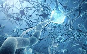 Science:當神經元向一個方向流動 Science:當神經元向一個方向流動
