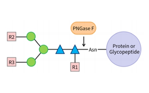 PNGase F——精準N糖分析工具，助力糖生物學研究