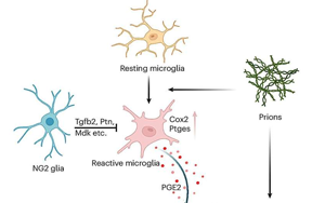 《Nature Neuroscience》能抵抗朊病毒的細胞有什么特征? 《Nature Neuroscience》能抵抗朊病毒的細胞有什么特征?
